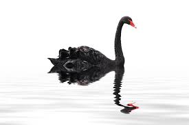 Forex trading black swan event strategies India | Capitalzfx